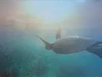 Marine megafauna as human health proxies