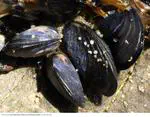 Influence of substrate mobility on mussel attachment